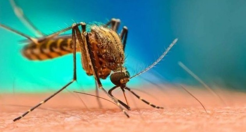 Los casos de dengue en Argentina crecieron un 252% en una semana