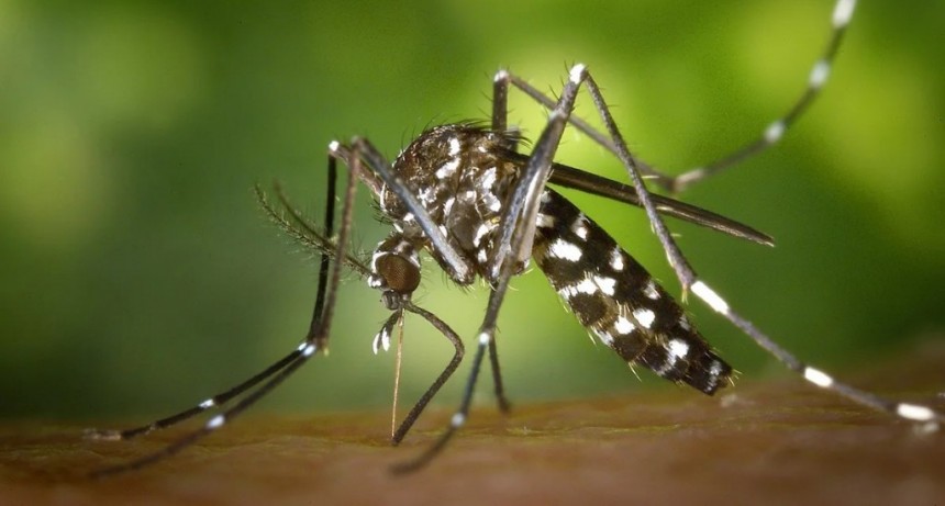 Confirman 8 mil casos de dengue en el país