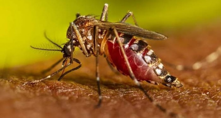 Récord del dengue en Argentina: más de 41.000 casos y 32 muertos