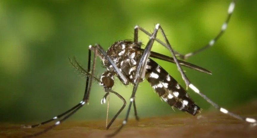 Confirmaron 36 mil nuevos casos de dengue en la Argentina