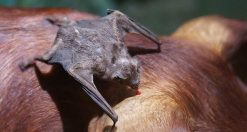 Detectan un caso de rabia paresiante en Garruchos y activan protocolo sanitario