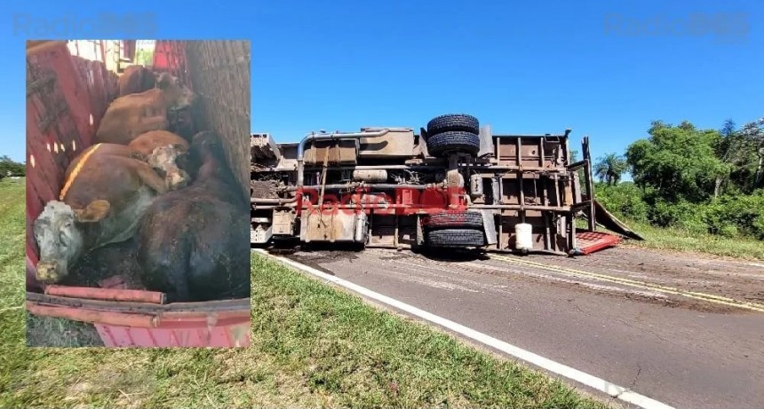 Corrientes: Impactantes imágenes del vuelco de un camión que transportaba ganado