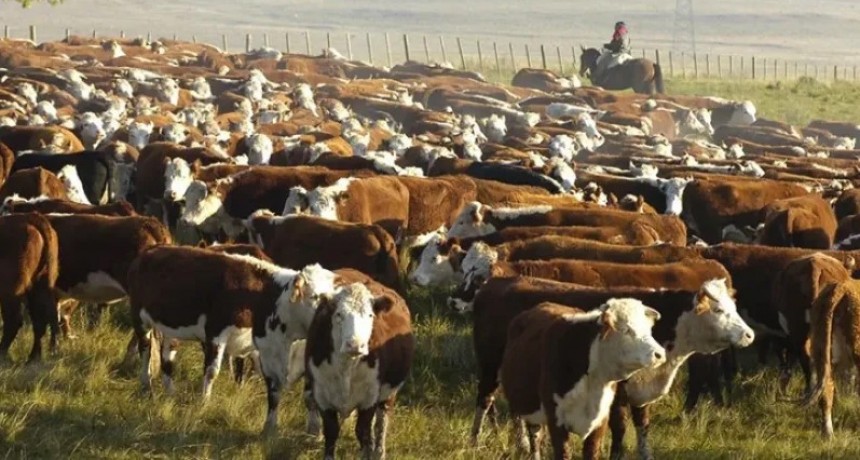 La producción ganadera en alerta por la sequía extendida que afecta a Corrientes