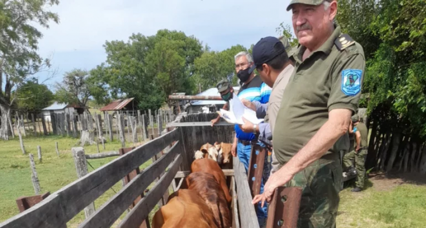 Recuperan 102 animales robados en Corrientes: están presos un veterinario y un peón rural
