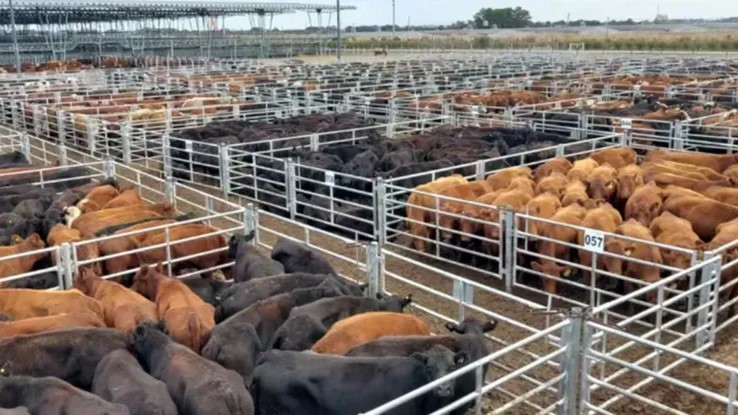 El renacimiento de la ganadería: Por qué el sector vuelve a ser el motor de la economía argentina