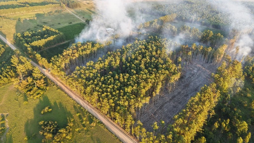 El fuego arrasó 16 hectáreas de forestación en Mocoretá