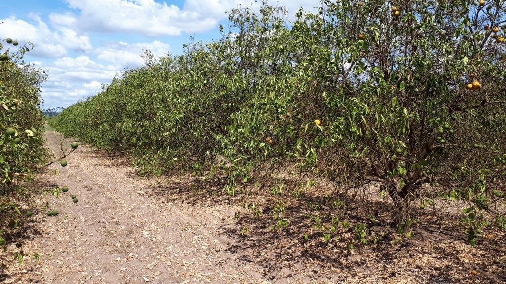 Más de 600 productores citrícolas afectados por la sequía