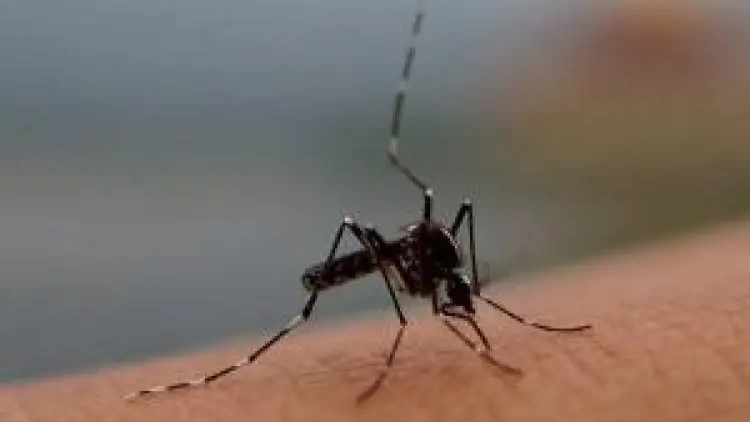 El Dengue y el Chikungunya se diseminan por el país, también en Corrientes