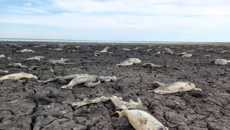 Consecuencias de La Niña: se secaron 34.000 lagunas en Corrientes