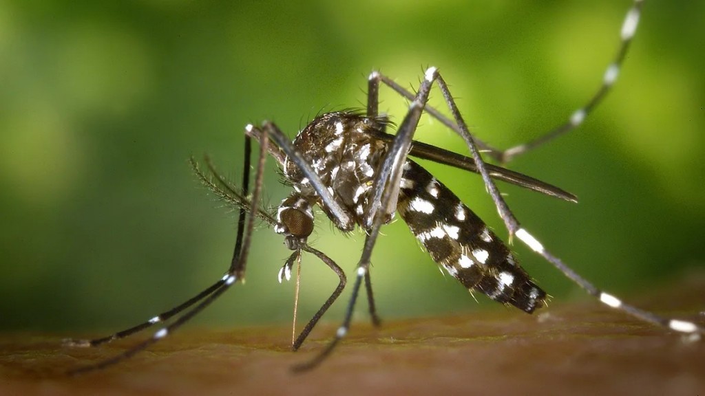 Confirman 8 mil casos de dengue en el país