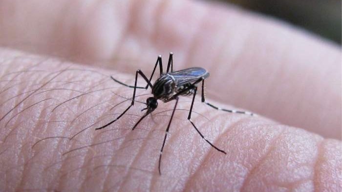 Dengue: se detectaron nuevos casos; sigue el bloqueo vectorial