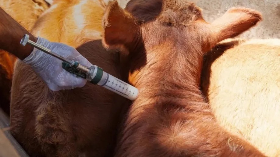 Alerta Sanitaria: Confirman brote de rabia paresiante en el norte de Corrientes