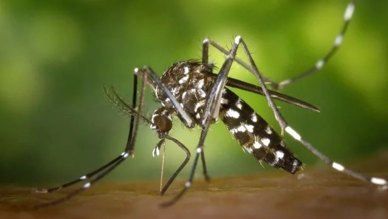 Confirmaron 36 mil nuevos casos de dengue en la Argentina