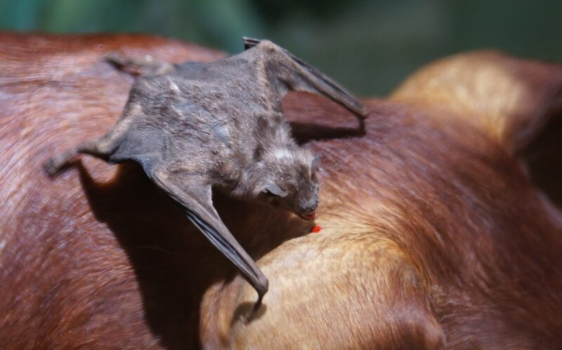 Detectan un caso de rabia paresiante en Garruchos y activan protocolo sanitario