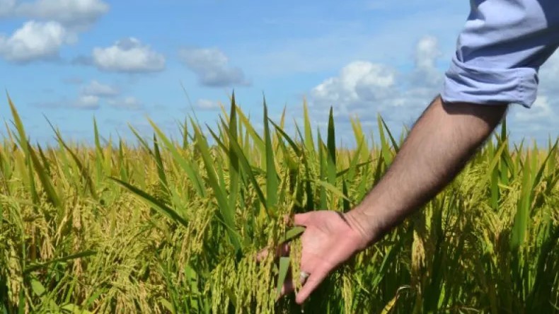 Arroceros, preocupados por la alarmante caída en los precios
