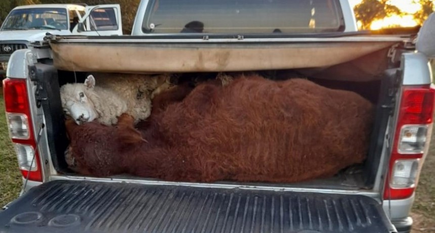Corrientes: Intentaban robar tres terneros y una oveja en la caja en una camioneta