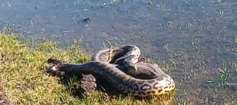 Una enorme curiyú apareció en un bañado en el interior de Corrientes