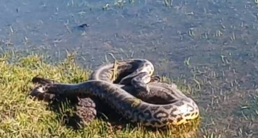 Una enorme curiyú apareció en un bañado en el interior de Corrientes