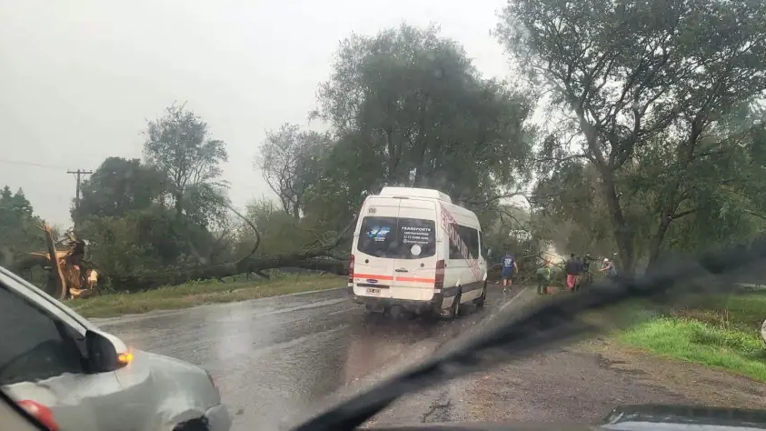 Corte total en la Ruta Nacional 12: un temporal de vientos derrib&oacute; un &aacute;rbol de gran porte en el sur provincial