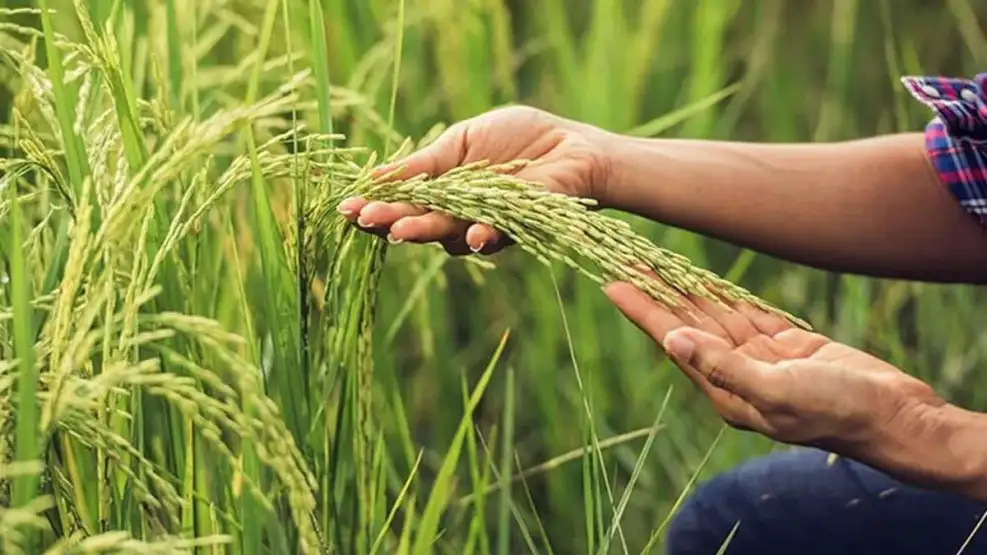 Crisis y clima: productores arroceros advierten una baja en la siembra en Corrientes