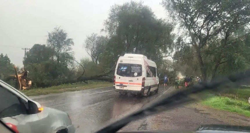 Corte total en la Ruta Nacional 12: un temporal de vientos derrib&oacute; un &aacute;rbol de gran porte en el sur provincial