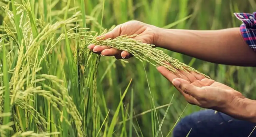 Crisis y clima: productores arroceros advierten una baja en la siembra en Corrientes