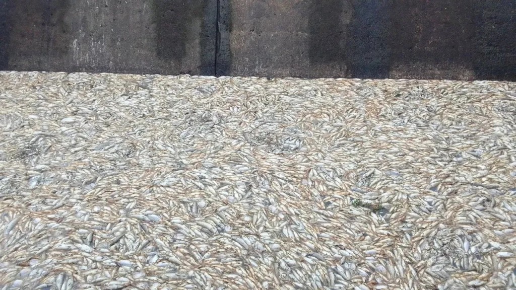 Alarmante mortandad masiva de peces en el río Guaviraví 