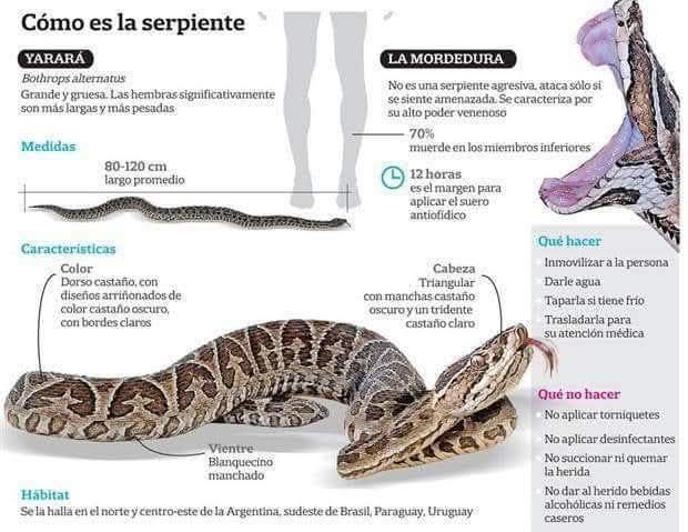 Temporada de Verano: Guía esencial para turistas sobre la Yarará y prevención en zonas naturales