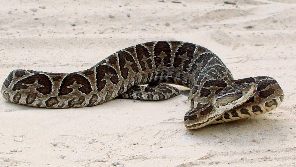 Temporada de Verano: Guía esencial para turistas sobre la Yarará y prevención en zonas naturales