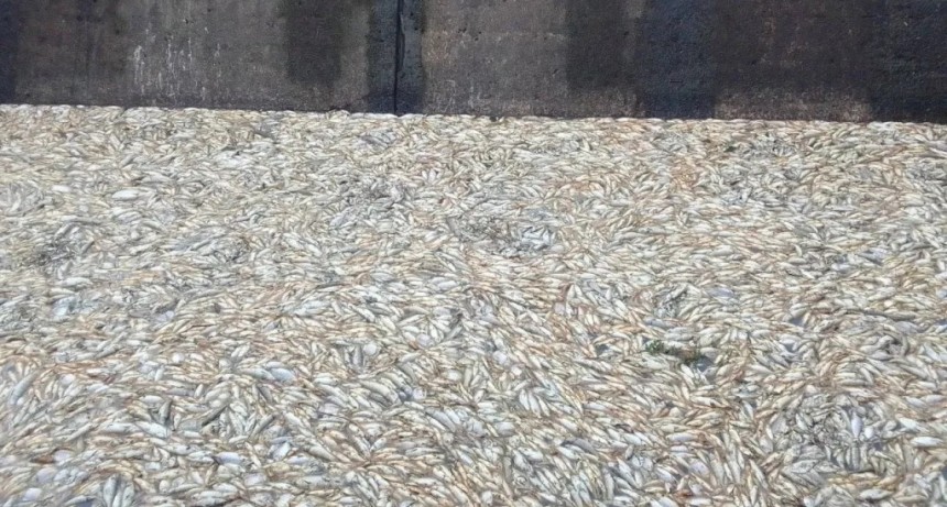 Alarmante mortandad masiva de peces en el río Guaviraví 
