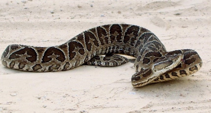 Temporada de Verano: Guía esencial para turistas sobre la Yarará y prevención en zonas naturales